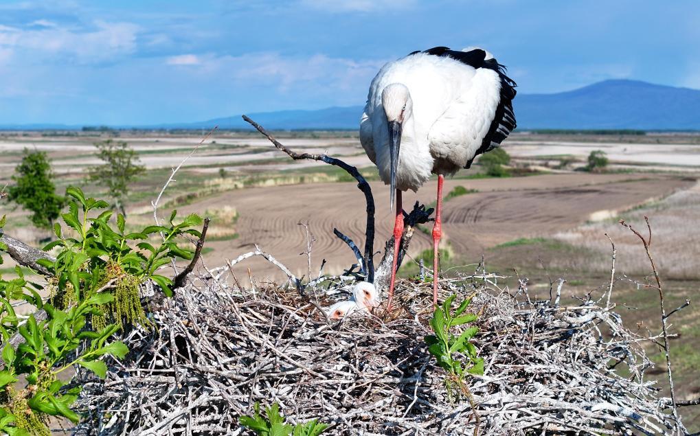 万物共生!中国生物多样性保护“给力” 万物共生!中国生物多样性保护“给力”