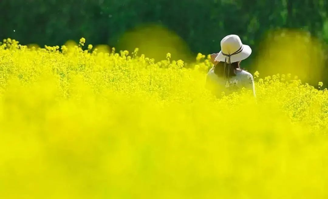 免费！沈阳市内这一大片油菜花海老美了！