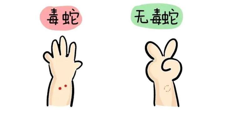 强得可怕!女子手抓大蛇骑车过市 遇到蛇我们该怎么办? 强得可怕!女子手抓大蛇骑车过市 遇到蛇我们该怎么办?