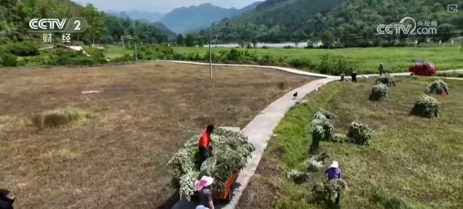 国潮风劲吹赋能“端午经济” 传统民俗激活消费新引擎 国潮风劲吹赋能“端午经济” 传统民俗激活消费新引擎