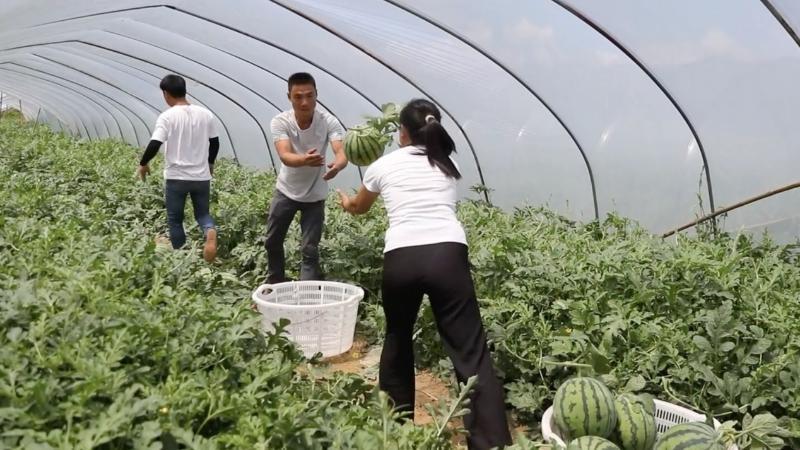 江西九江：大棚西瓜抢“鲜”上市 开启夏日“甜蜜模式”