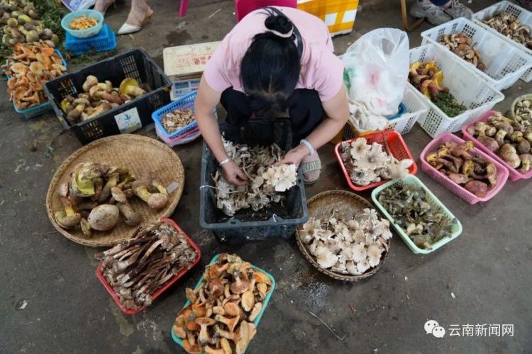 “吃菌季”到来 不想躺板板赶快收藏预防中毒指南 “吃菌季”到来 不想躺板板赶快收藏预防中毒指南