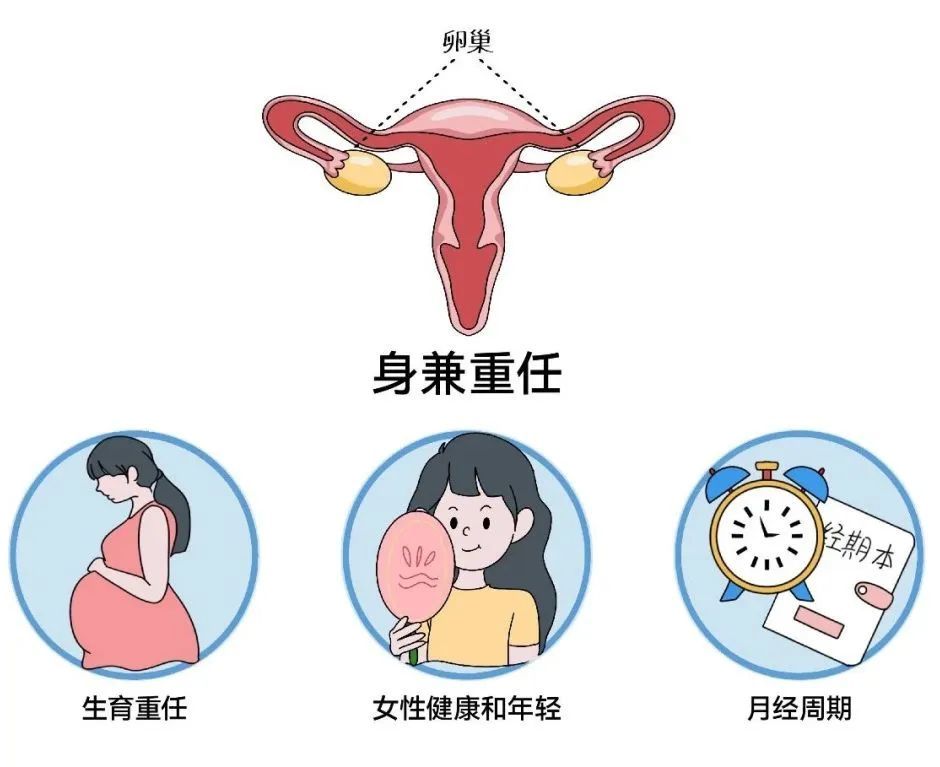 “妇癌之王”卵巢癌大揭秘：早期没症状，这些人高危