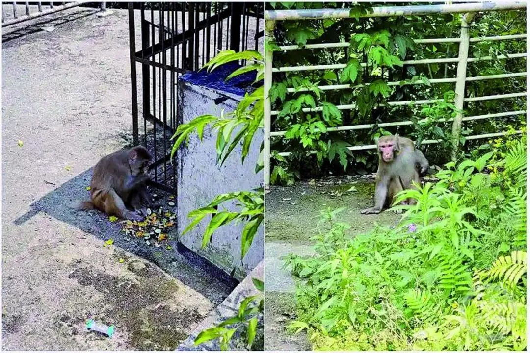 南山野猴伤游客，抓捕失败！林业部门提醒：别投喂