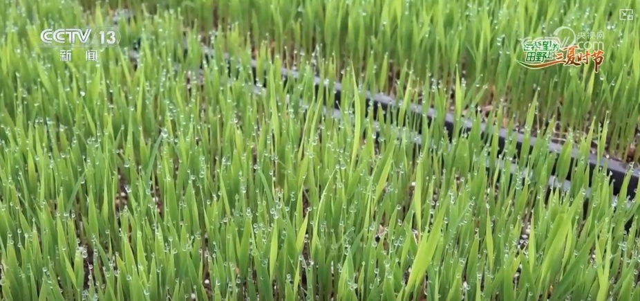 “新农人”玩转智慧农业 农业生产有“智”又有“质”