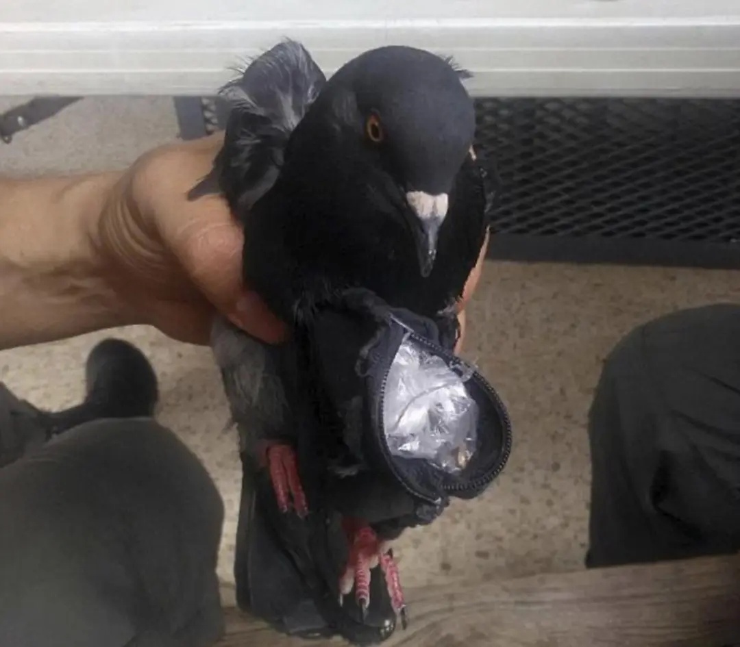 一猫咪“偷运”毒品被抓