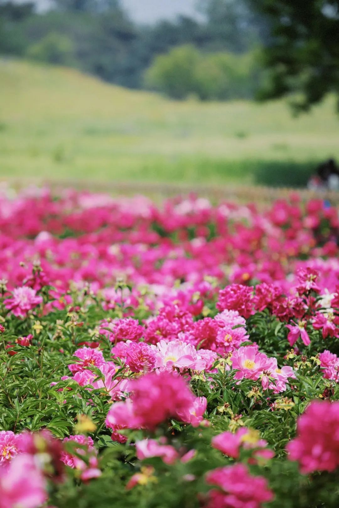 初夏C位！绿隔地区这片芍药花海点亮您的朋友圈→
