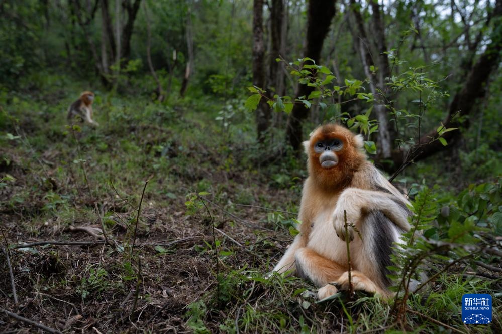 他们扎根深山 只为守护川金丝猴的家园 他们扎根深山 只为守护川金丝猴的家园