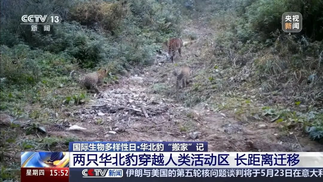 山西境内穿越百公里 看华北豹“搬家”记
