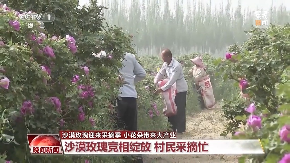 既防风固沙又助农增收 沙漠玫瑰带动多产业发展 既防风固沙又助农增收 沙漠玫瑰带动多产业发展