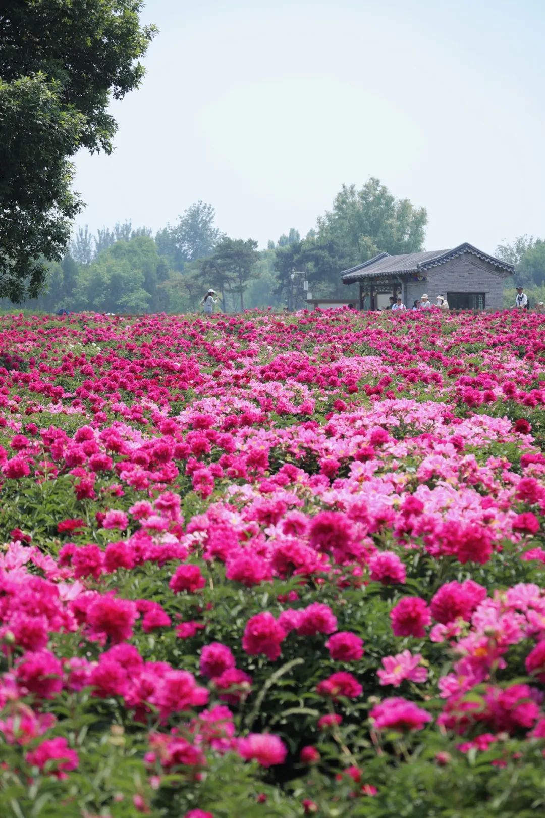 初夏C位！绿隔地区这片芍药花海点亮您的朋友圈→