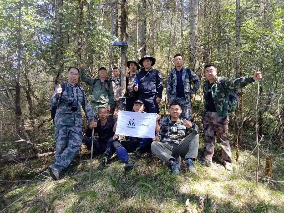 熊猫树上打哈欠,黑熊抓痕好清晰!川陕甘三省联合巡护直击 熊猫树上打哈欠,黑熊抓痕好清晰!川陕甘三省联合巡护直击