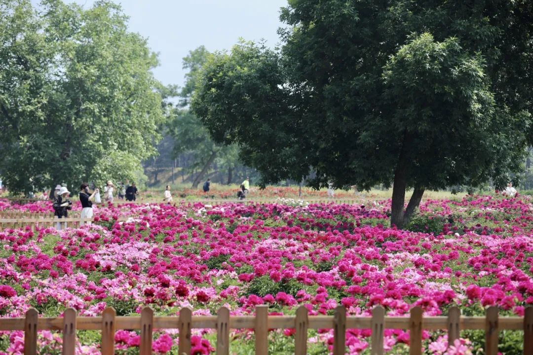 初夏C位！绿隔地区这片芍药花海点亮您的朋友圈→