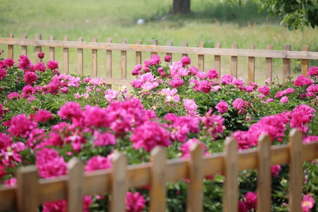 初夏C位！绿隔地区这片芍药花海点亮您的朋友圈→