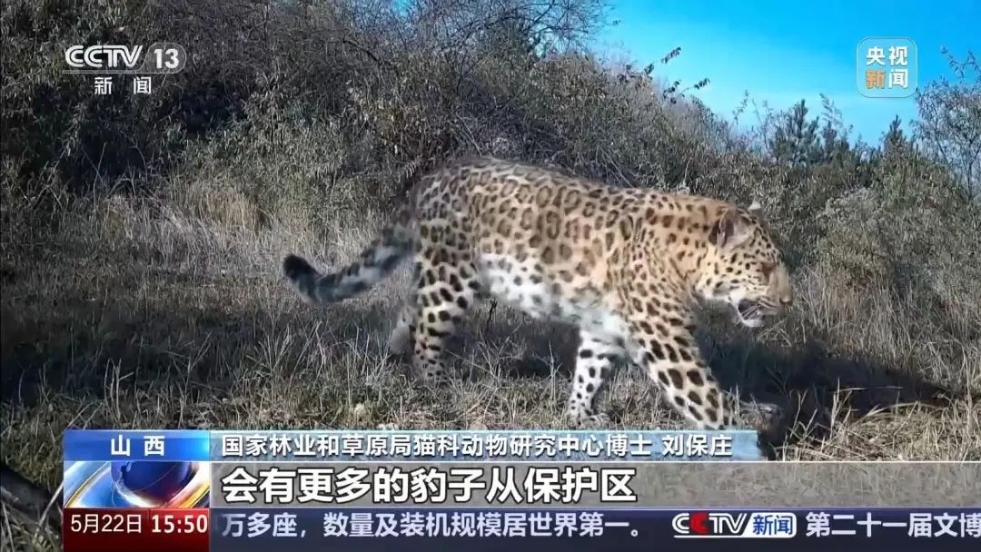 山西境内穿越百公里 看华北豹“搬家”记
