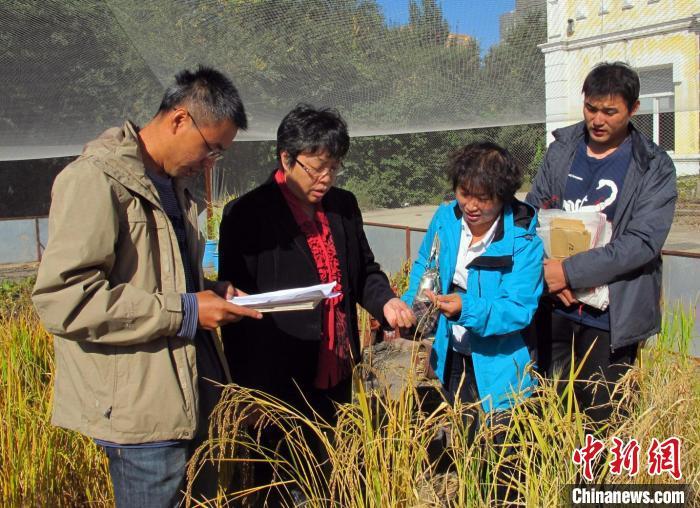 中国科学家揭示水稻冷适应调控机制 实证“获得性遗传”理论 中国科学家揭示水稻冷适应调控机制 实证“获得性遗传”理论