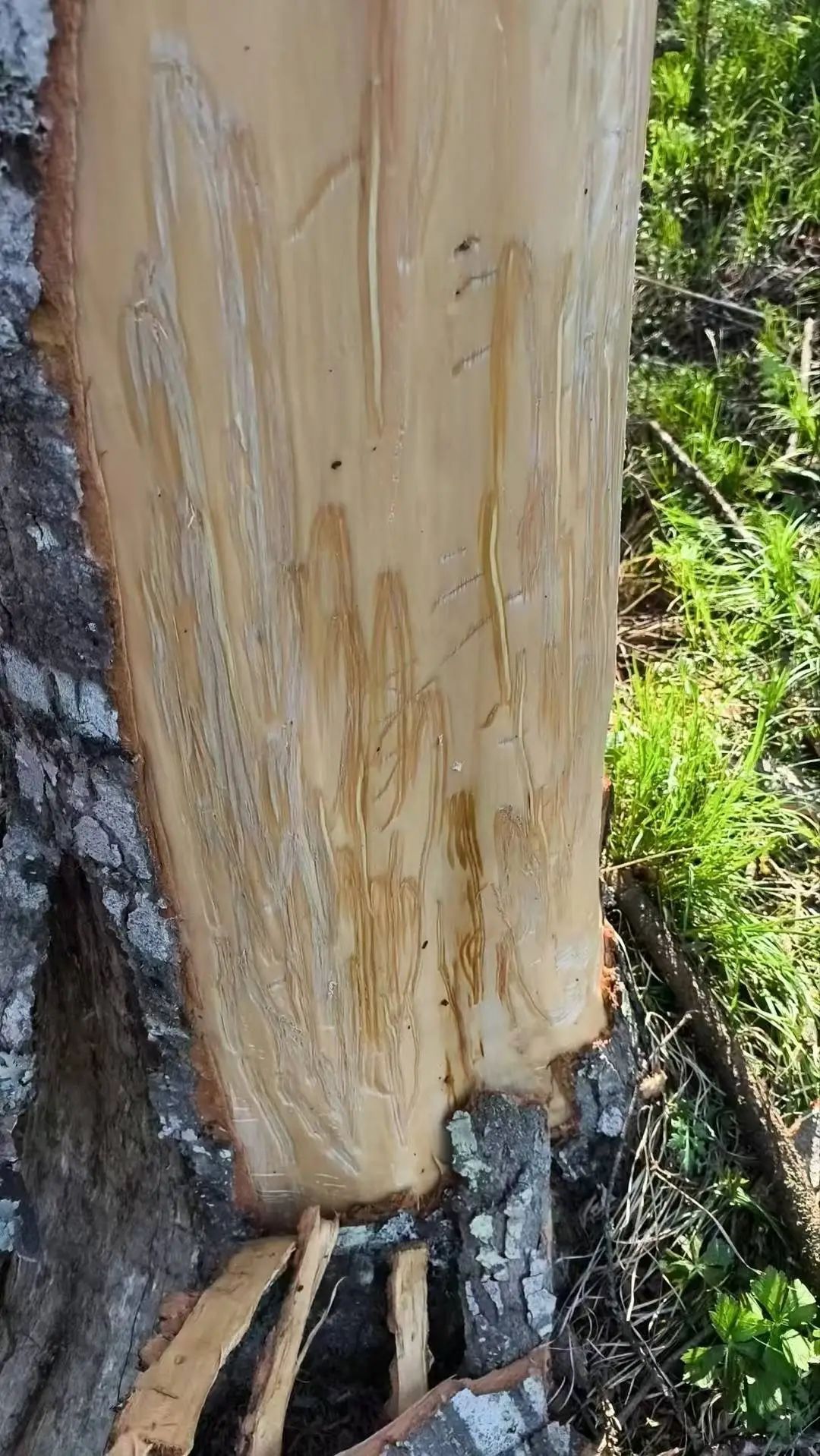 熊猫树上打哈欠,黑熊抓痕好清晰!川陕甘三省联合巡护直击 熊猫树上打哈欠,黑熊抓痕好清晰!川陕甘三省联合巡护直击