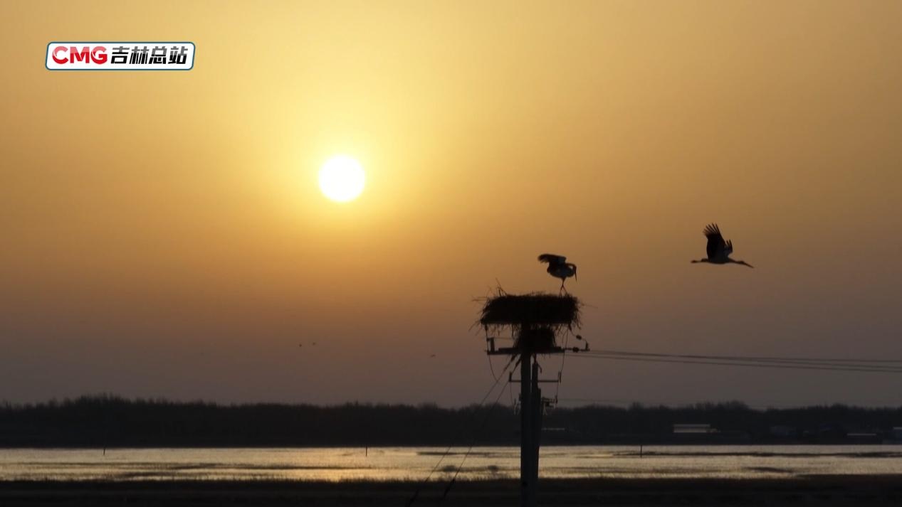 国际生物多样性日丨东方白鹳“夫妻”在挫折中重筑希望之巢