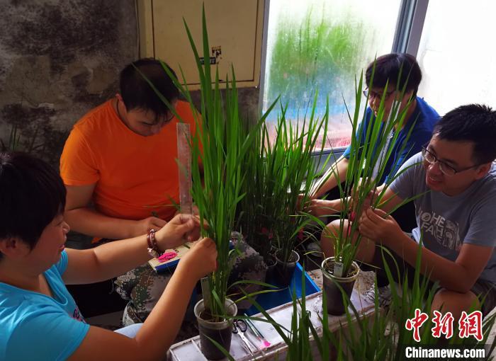 中国科学家揭示水稻冷适应调控机制 实证“获得性遗传”理论 中国科学家揭示水稻冷适应调控机制 实证“获得性遗传”理论