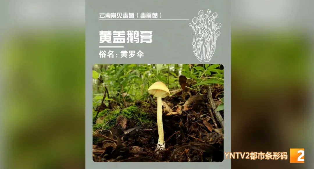 “空中飘蜘蛛网还有小人人”……医院接诊这类中毒病例开始增多！