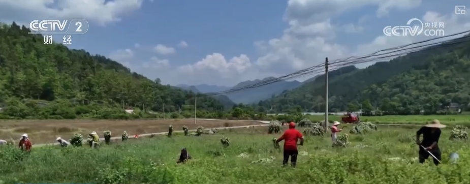 国潮风劲吹赋能“端午经济” 传统民俗激活消费新引擎 国潮风劲吹赋能“端午经济” 传统民俗激活消费新引擎