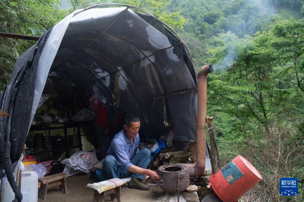 他们扎根深山 只为守护川金丝猴的家园 他们扎根深山 只为守护川金丝猴的家园