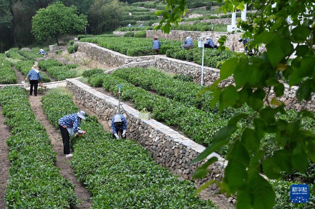 山东日照:绿水青山飘茶香 山东日照:绿水青山飘茶香
