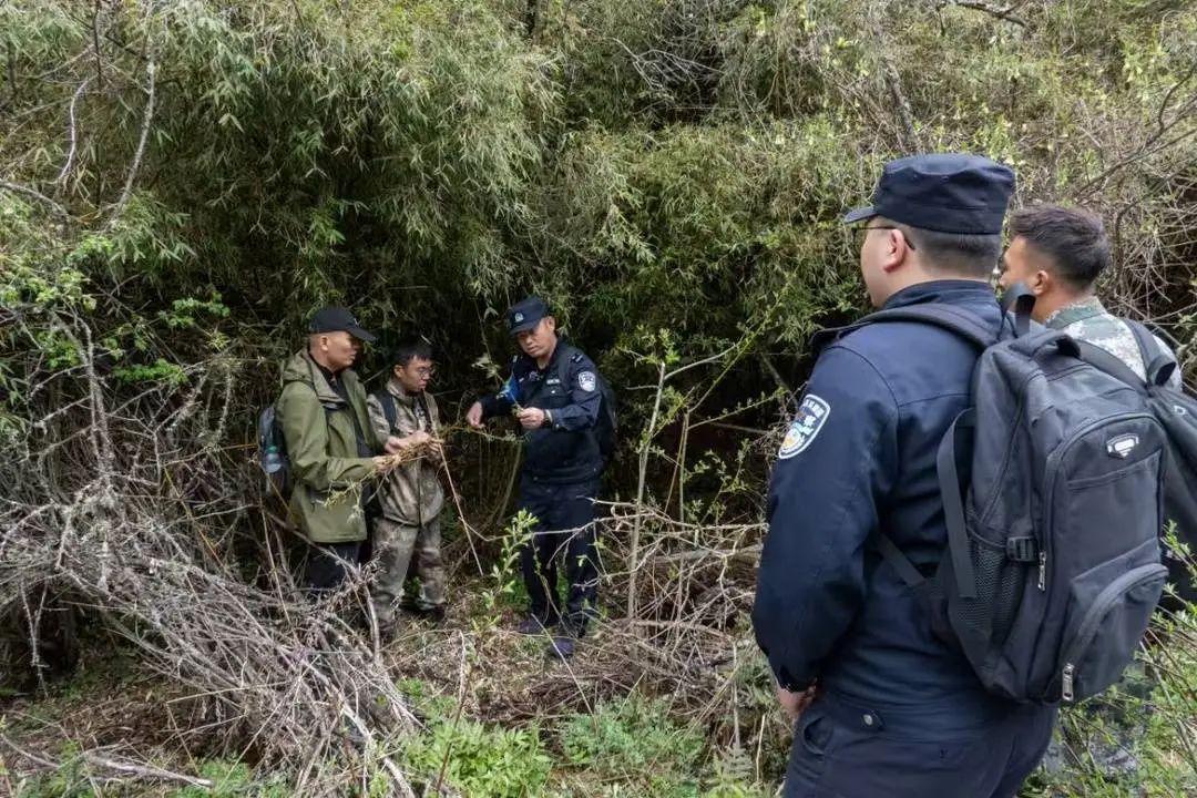熊猫树上打哈欠,黑熊抓痕好清晰!川陕甘三省联合巡护直击 熊猫树上打哈欠,黑熊抓痕好清晰!川陕甘三省联合巡护直击