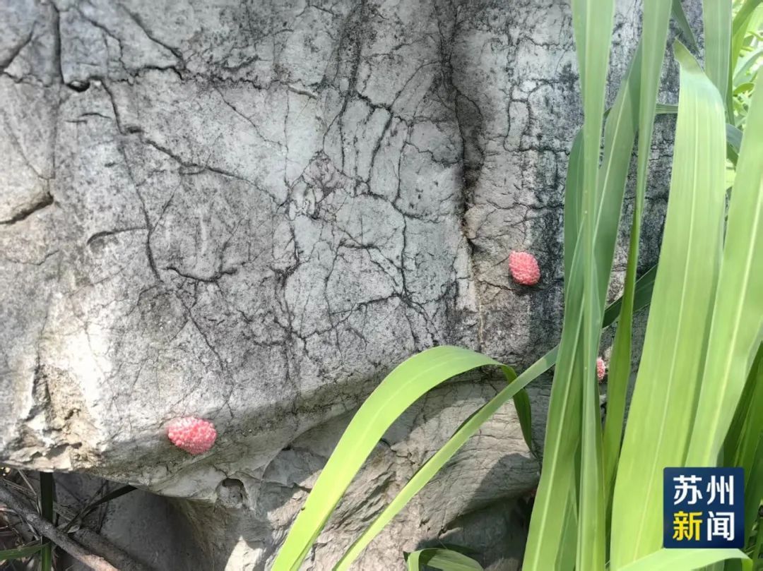 别吃!寄生虫多达上千条! 别吃!寄生虫多达上千条!