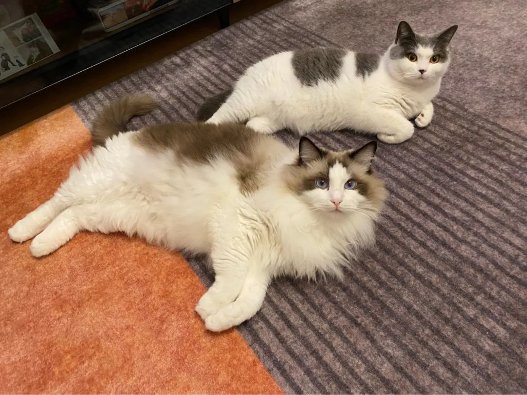 养“喵”人须知:做好这几步,猫好,人也好 养“喵”人须知:做好这几步,猫好,人也好