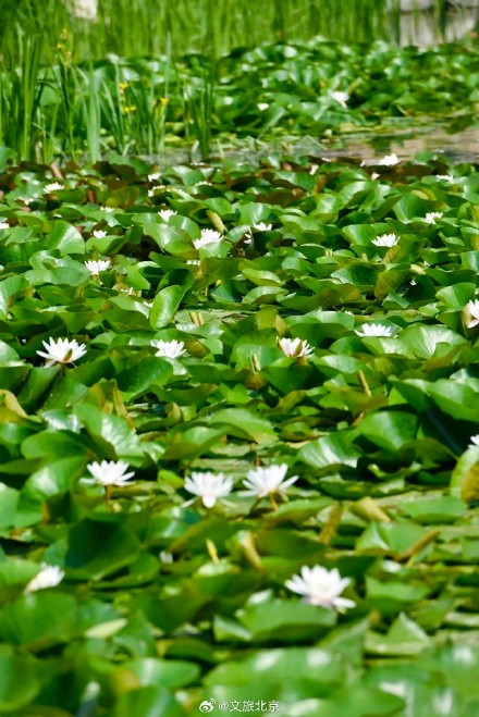 绝美!北京“莫奈睡莲”上线—— 绝美!北京“莫奈睡莲”上线——