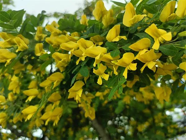 “金铃”摇曳！松北大道树锦鸡儿盛放限时刷屏