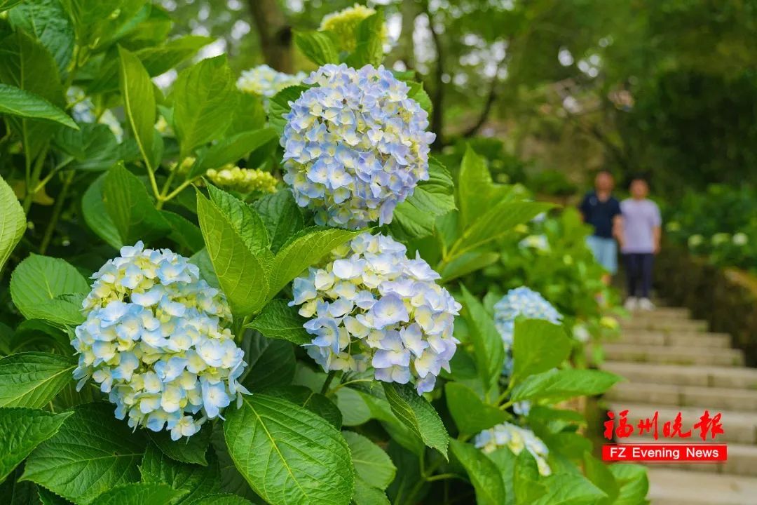 太美了！11万株！福州这里绚丽多彩！