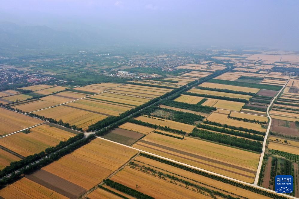 飞阅中国丨金色田野 麦田如画