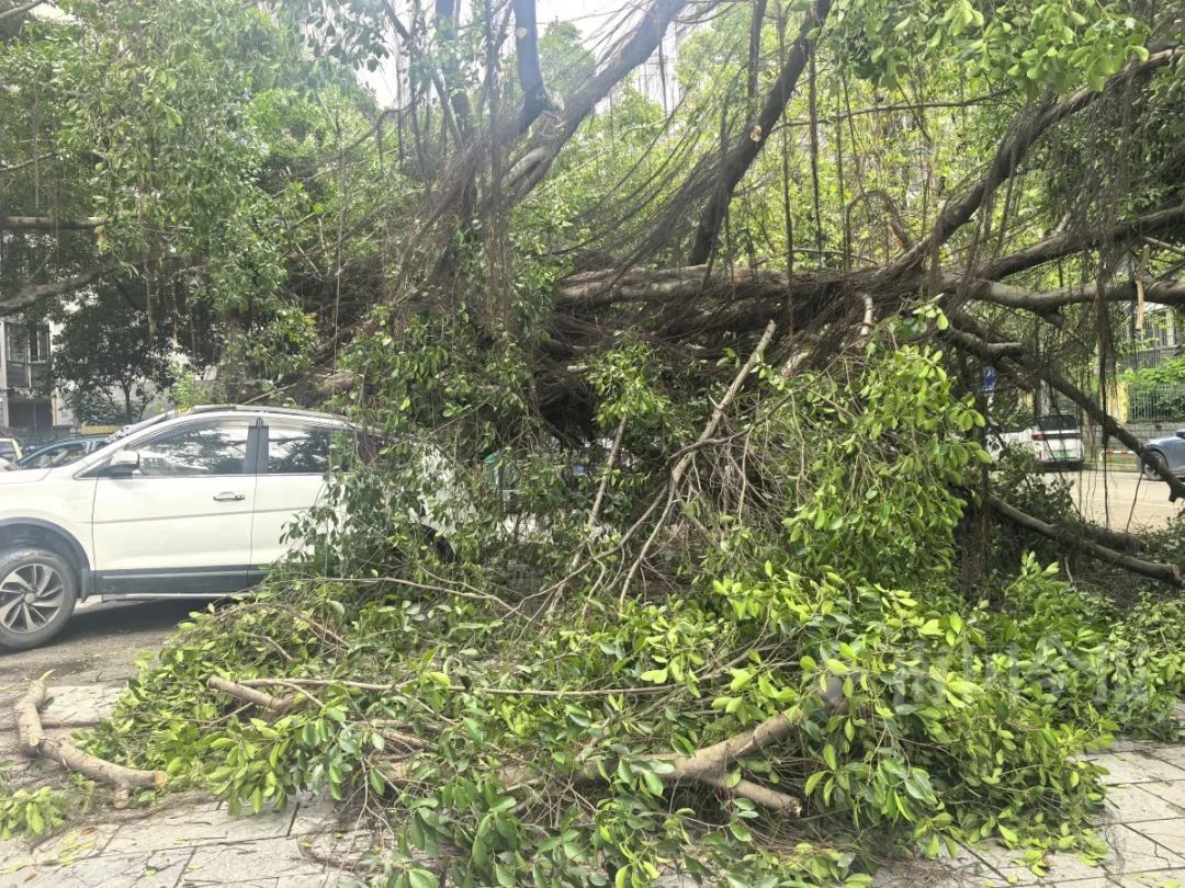 连根拔起！柳州一小区门口巨榕倒伏，事发时有人树下在倒车……