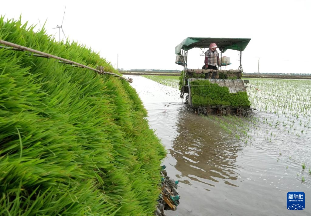 河北秦皇岛:初夏时节插秧忙 河北秦皇岛:初夏时节插秧忙