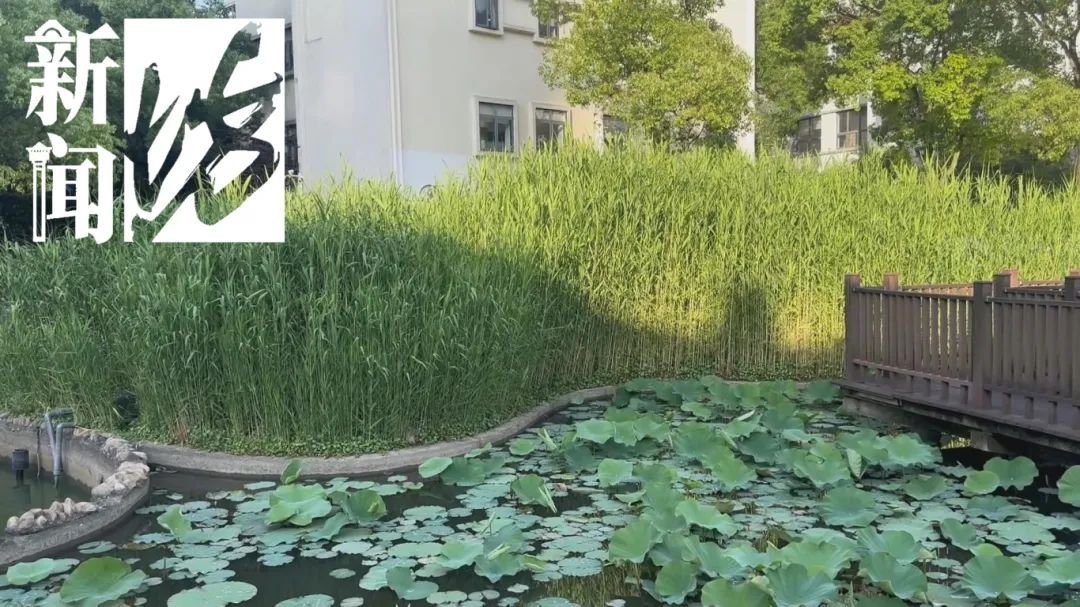 上海市中心也有了？引发担忧！此前多区已发现，千万别碰！远离！让官方动手