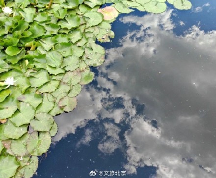 绝美!北京“莫奈睡莲”上线—— 绝美!北京“莫奈睡莲”上线——