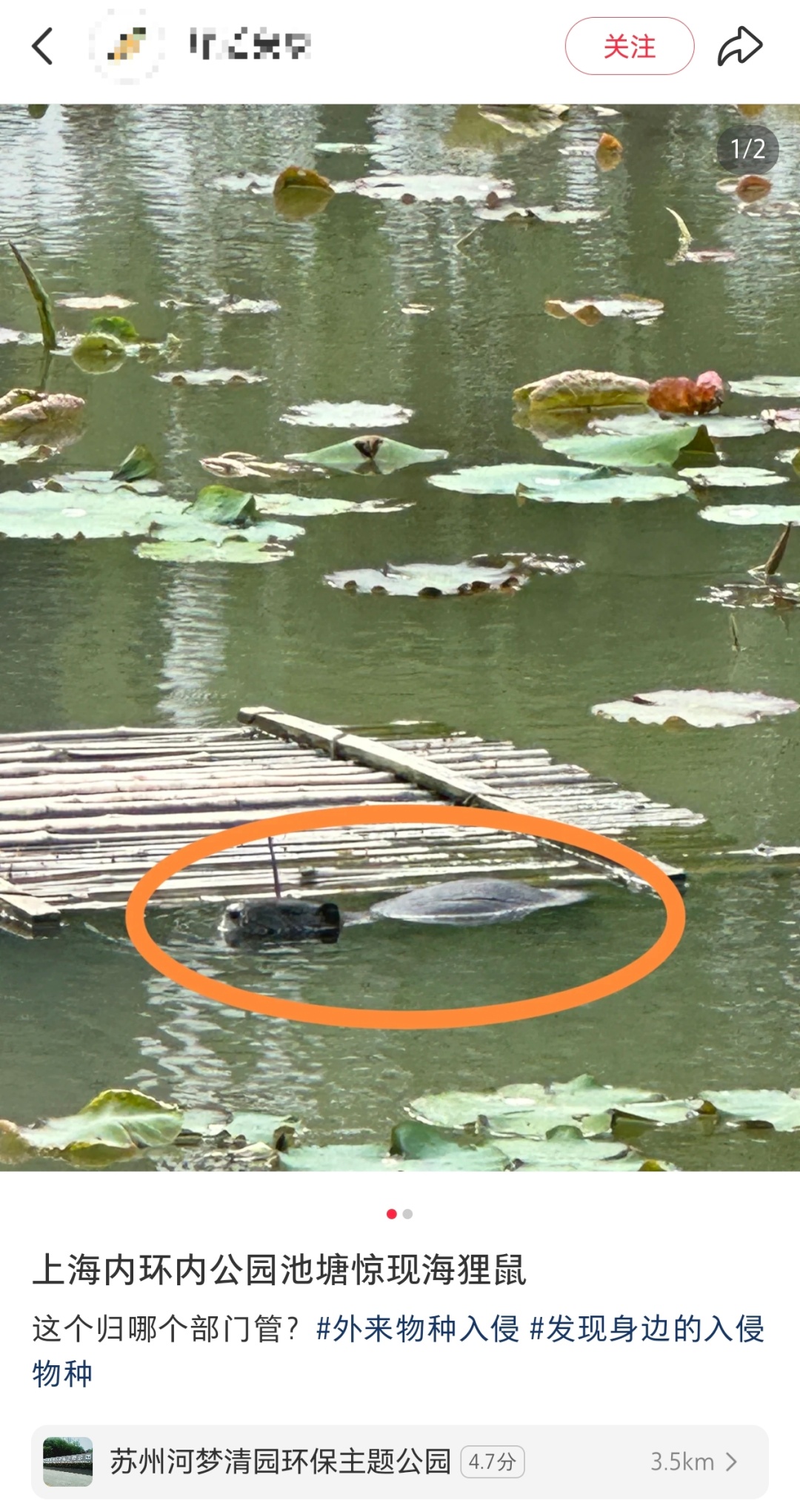 上海市中心也有了？引发担忧！此前多区已发现，千万别碰！远离！让官方动手