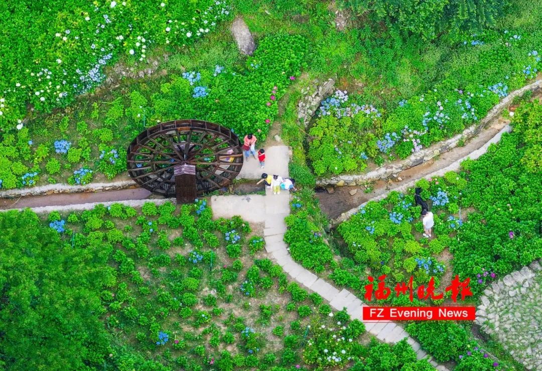 太美了！11万株！福州这里绚丽多彩！
