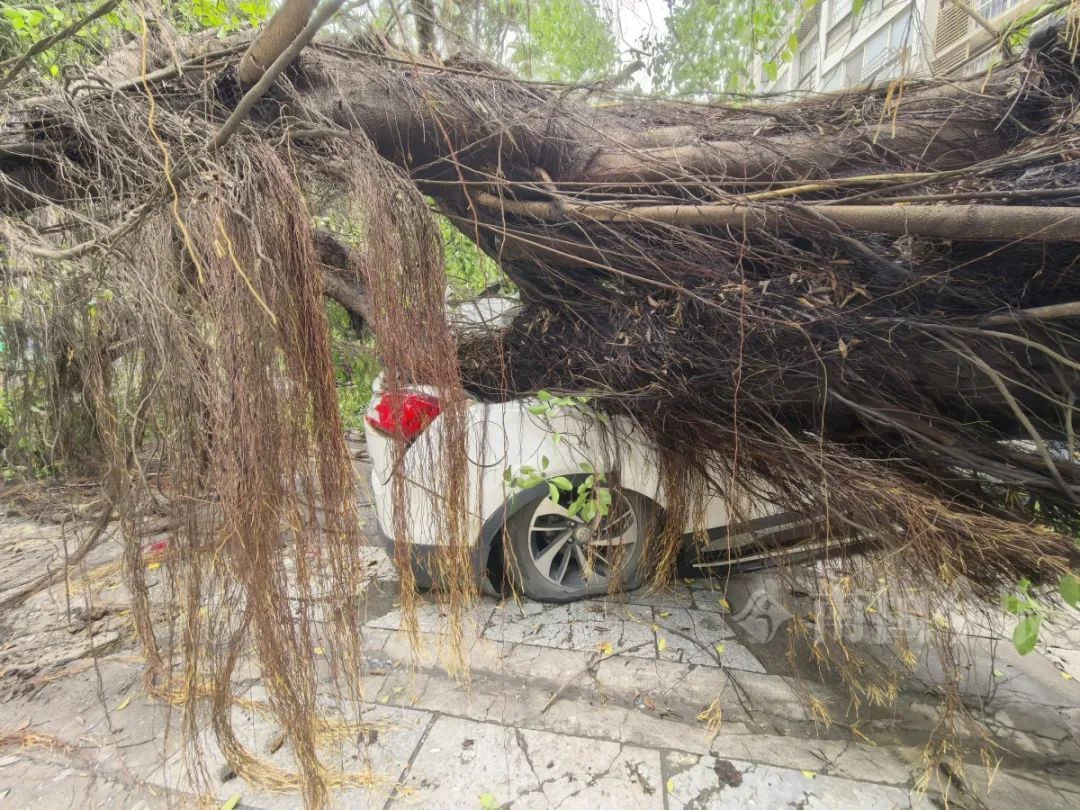 连根拔起！柳州一小区门口巨榕倒伏，事发时有人树下在倒车……