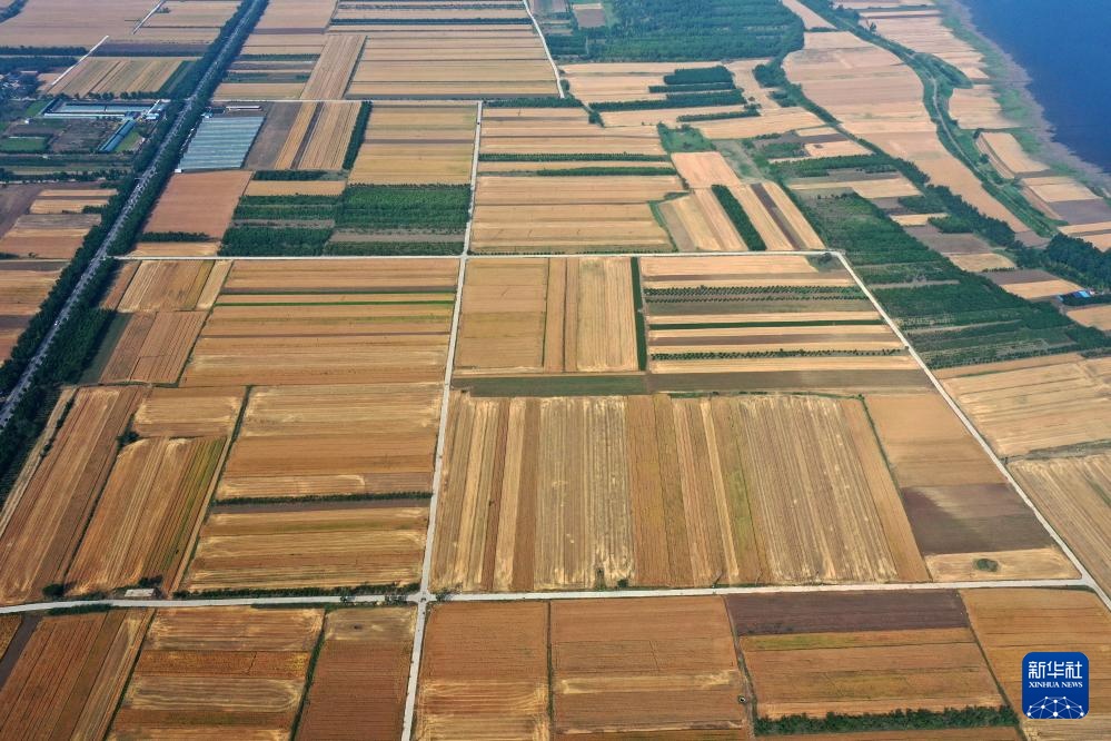 飞阅中国丨金色田野 麦田如画