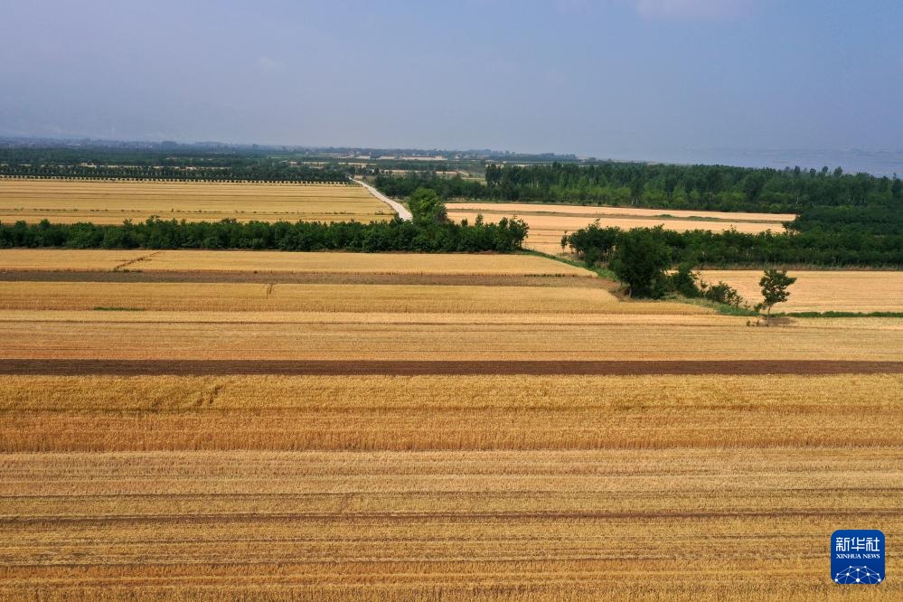 飞阅中国丨金色田野 麦田如画