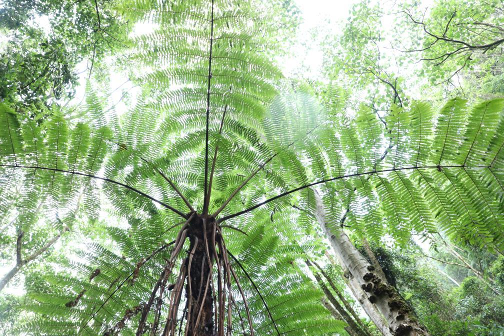 超3000株！云南宁洱发现大规模珍稀植物桫椤群落