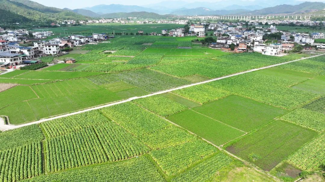 龙岩连城:奏响“稻薯烟”三重奏 绘就乡村振兴新图景 龙岩连城:奏响“稻薯烟”三重奏 绘就乡村振兴新图景