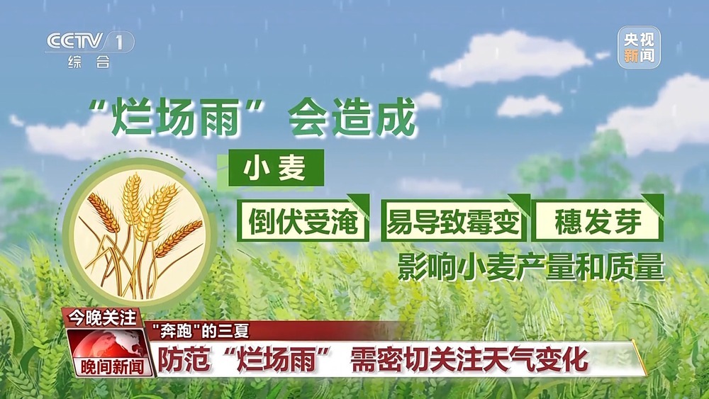 今夏各大麦区是否会遭遇“烂场雨”？该如何防范？一文了解