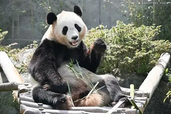 日本宣布:归还中国 日本宣布:归还中国