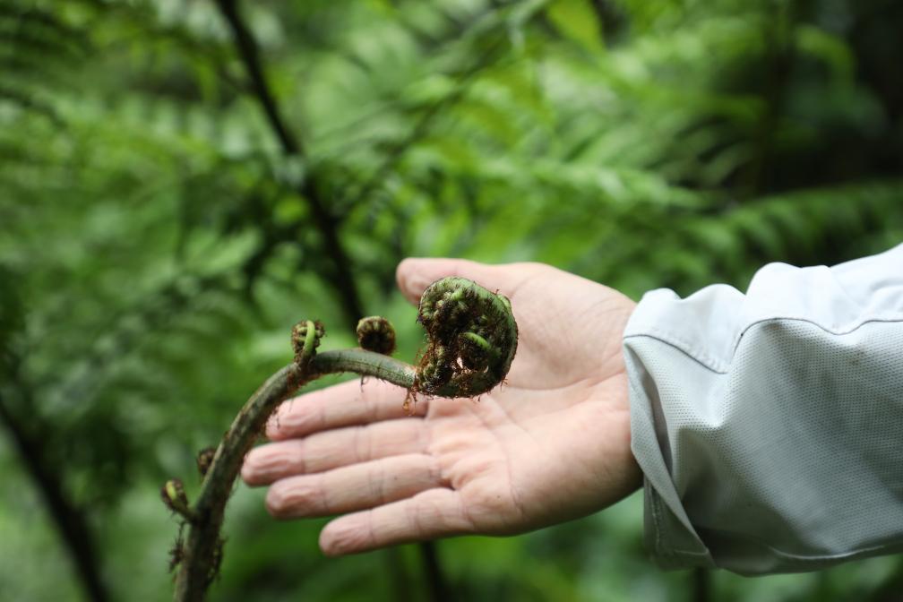 超3000株！云南宁洱发现大规模珍稀植物桫椤群落