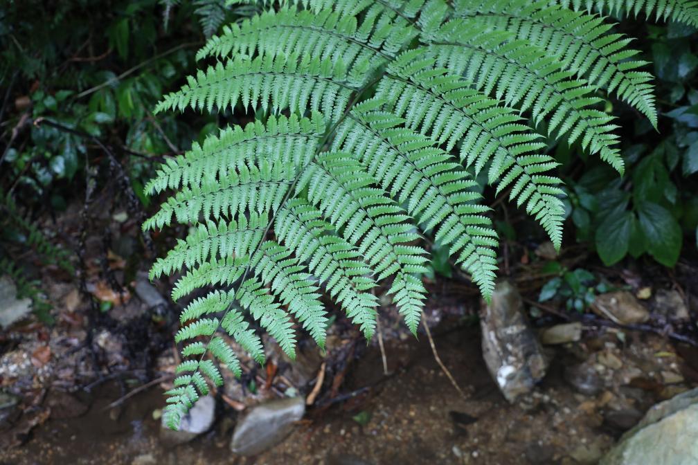 超3000株！云南宁洱发现大规模珍稀植物桫椤群落