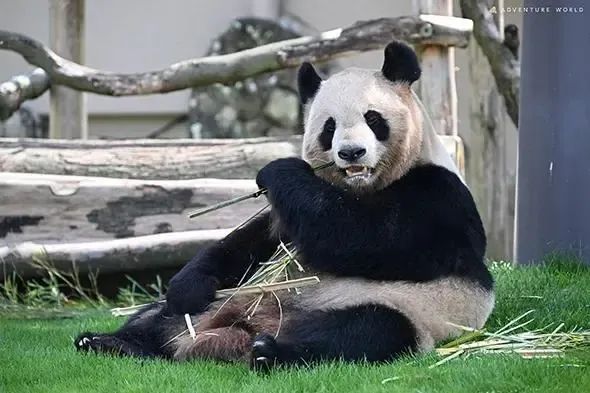 日本宣布:归还中国 日本宣布:归还中国